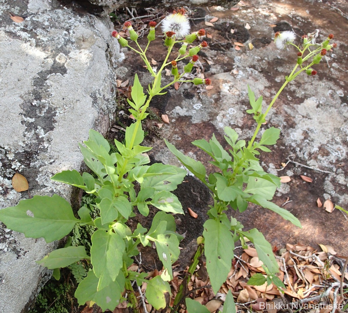 Gynura zeylanica Trimen